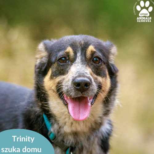 Psy ze schroniska do adopcji Trinity