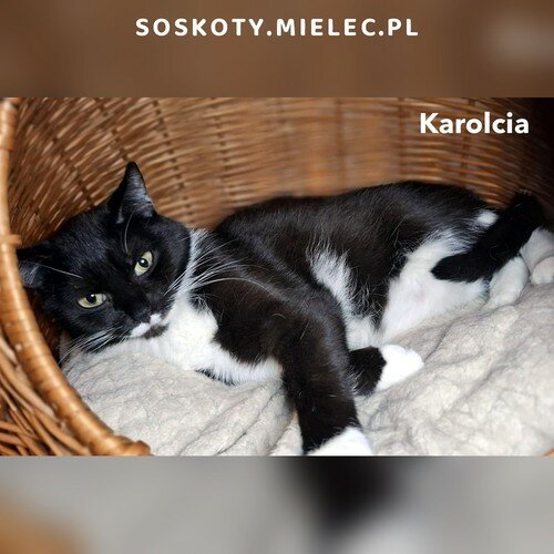 Karolcia
