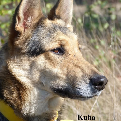 Psy ze schroniska do adopcji Kuba