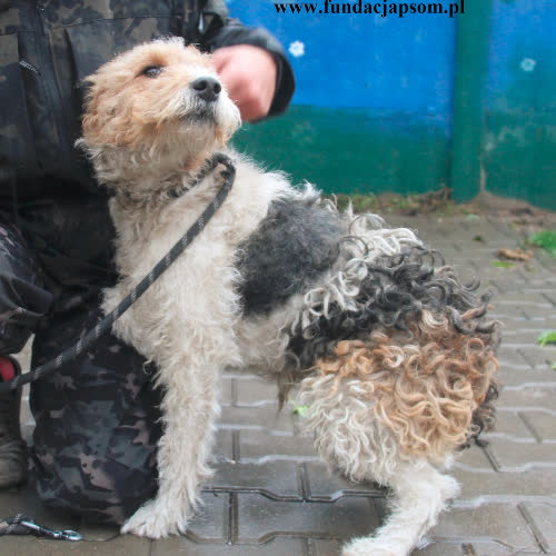 Psy ze schroniska do adopcji Misiak