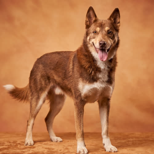 TEODOR