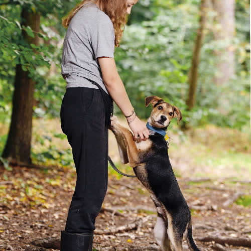Szczeniak mix Beagle 