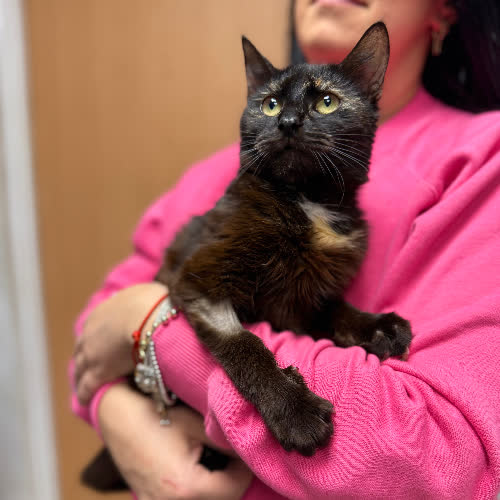 Koty ze schroniska do adopcji Eklerka szylkretka