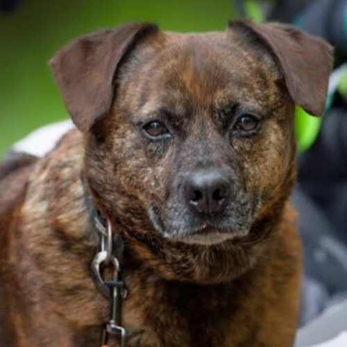 Psy ze schroniska do adopcji Hugo