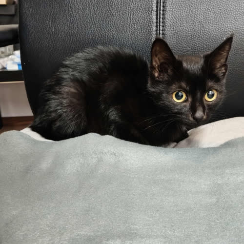 Koty ze schroniska do adopcji KAROLEK