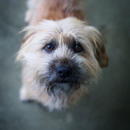 Psy ze schroniska do adopcji Puszek