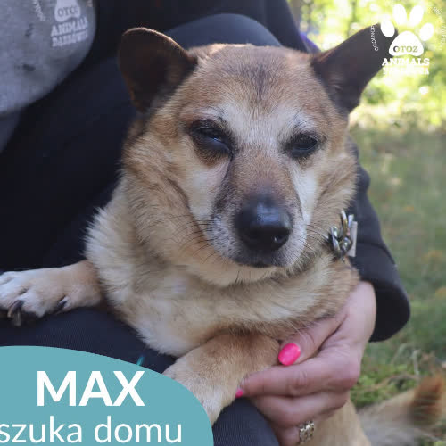 Psy ze schroniska do adopcji Maksio