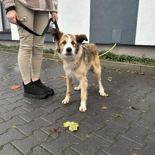 Psy ze schroniska do adopcji Narta pomoc 