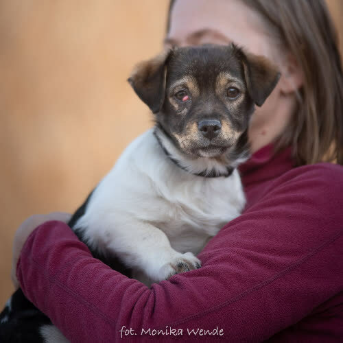 Psy ze schroniska do adopcji BRUNO