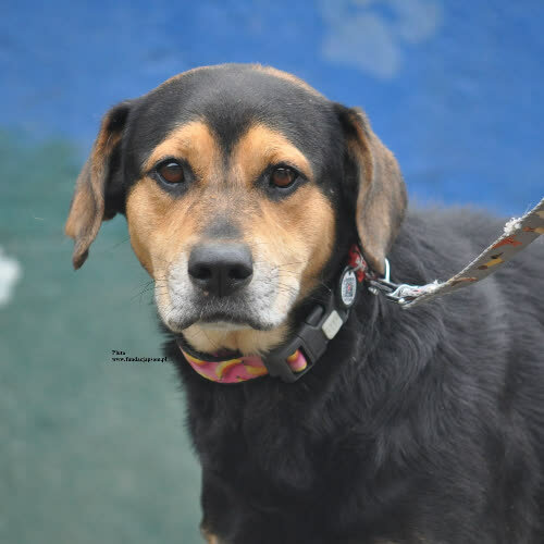 Psy ze schroniska do adopcji Pluto