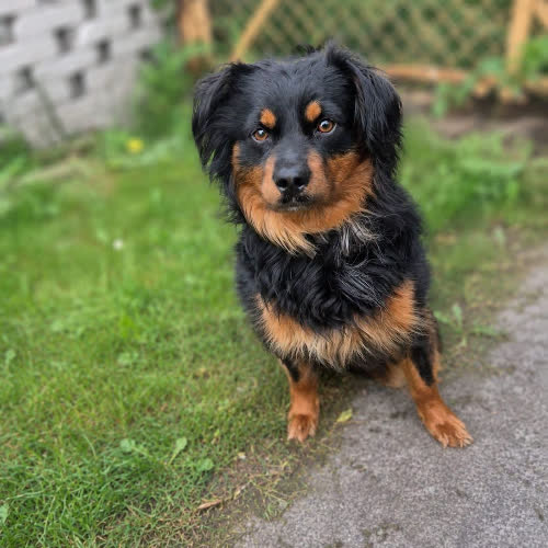 Roki
