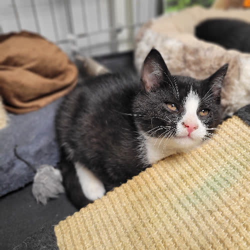 Koty ze schroniska do adopcji Uszko