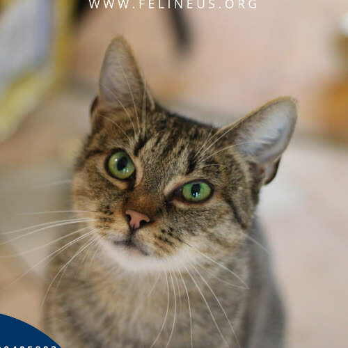 Koty ze schroniska do adopcji Pestka