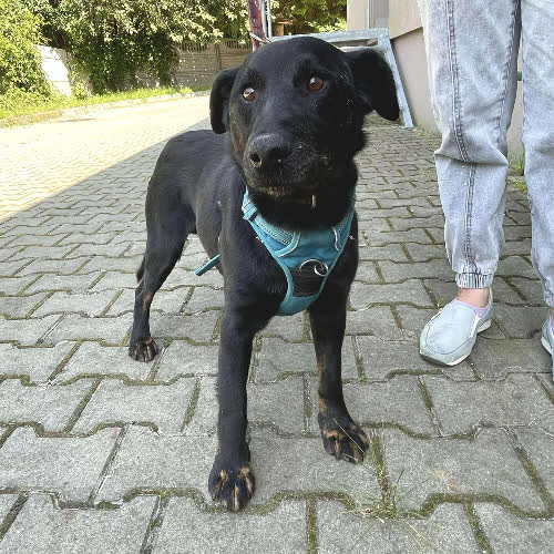 Psy ze schroniska do adopcji Szarik