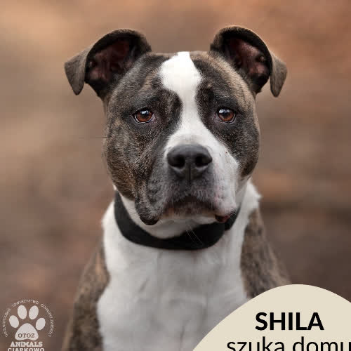 Psy ze schroniska do adopcji Shila