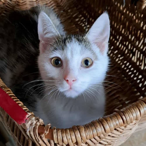 Koty ze schroniska do adopcji Mike