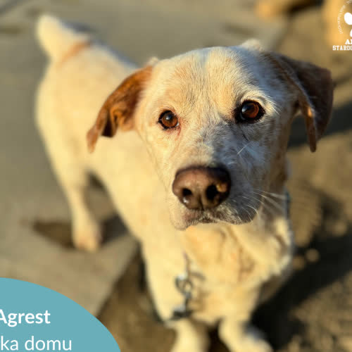 Psy ze schroniska do adopcji Agrest