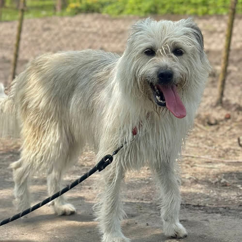 Psy ze schroniska do adopcji Nana