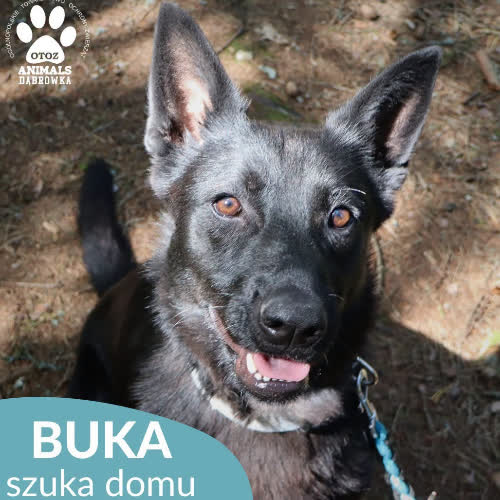 Psy ze schroniska do adopcji Buka