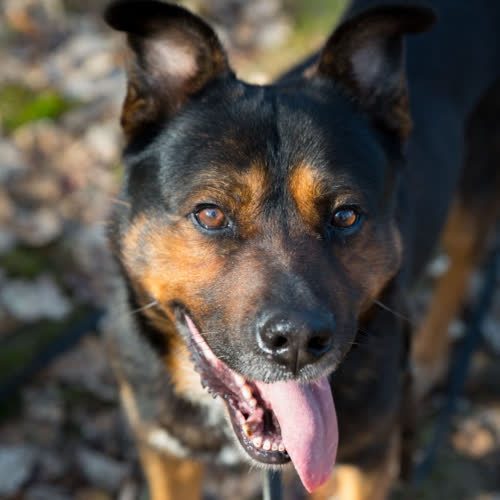 Psy ze schroniska do adopcji Żarko