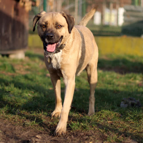 Psy ze schroniska do adopcji Hektor