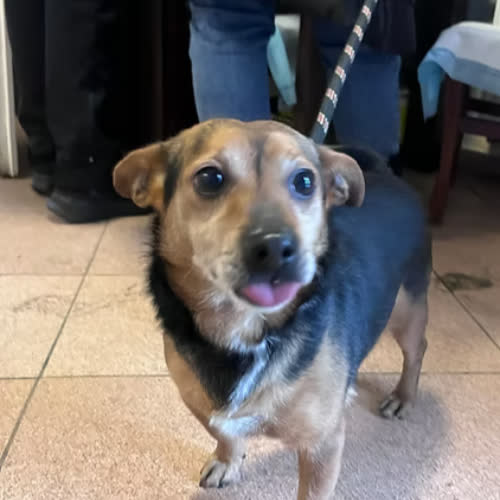 Psy ze schroniska do adopcji Gonzo