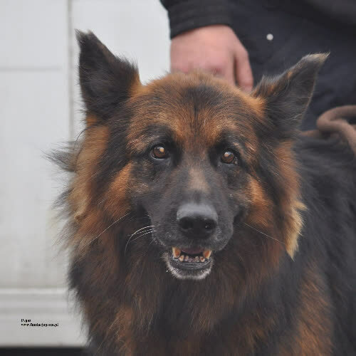 Psy ze schroniska do adopcji Pegaz