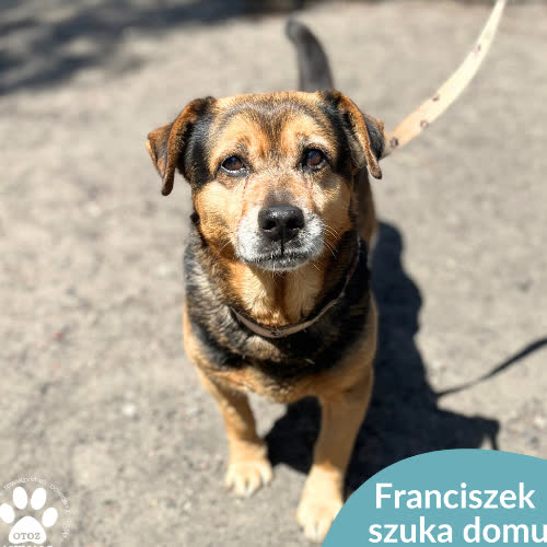 Psy ze schroniska do adopcji Franciszek