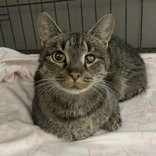 Koty ze schroniska do adopcji A116