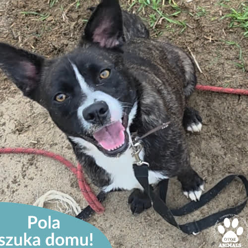 Pola