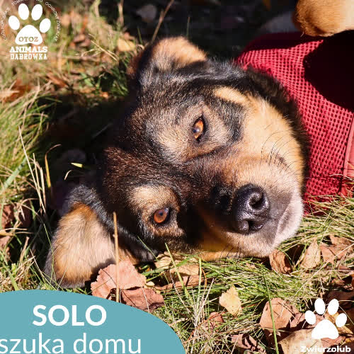 Psy ze schroniska do adopcji Solo