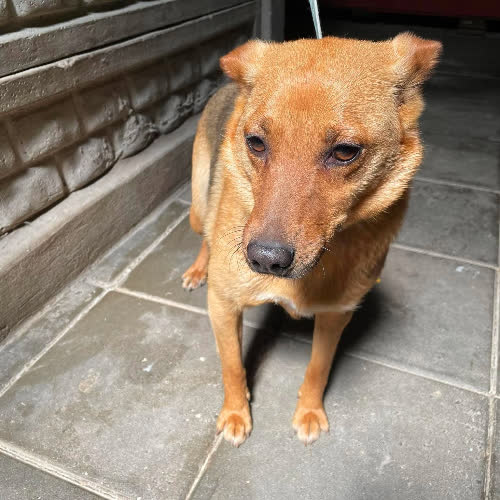 Psy ze schroniska do adopcji 