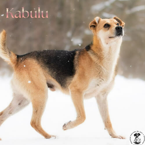 ZrównoważonyKABULU