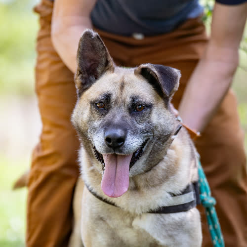 Psy ze schroniska do adopcji Dżambo