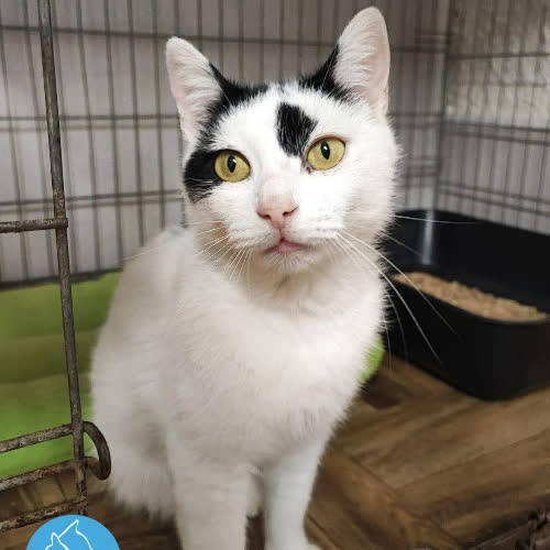 Koty ze schroniska do adopcji Boulinek Burbon