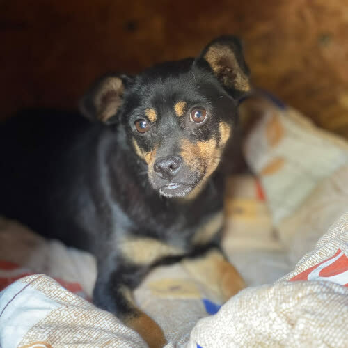 Psy ze schroniska do adopcji Irminka