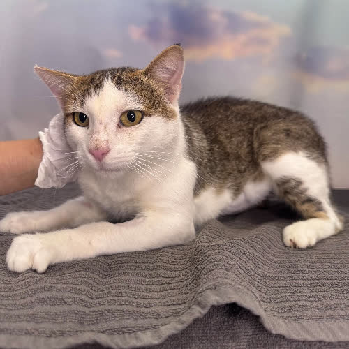 Koty ze schroniska do adopcji Baron(B106)