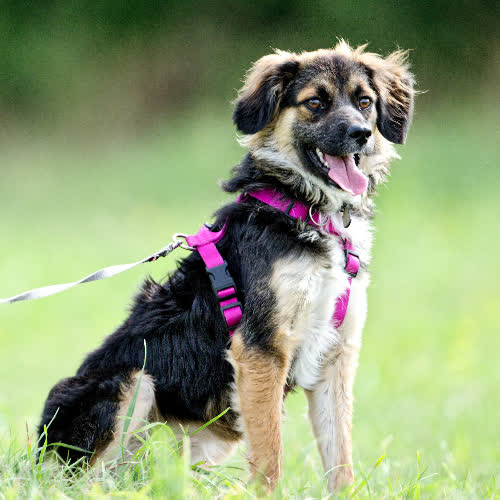 Psy ze schroniska do adopcji Rodzynka