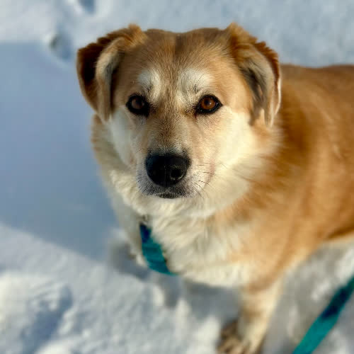 Psy ze schroniska do adopcji Trisa