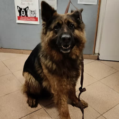 Psy ze schroniska do adopcji AXA