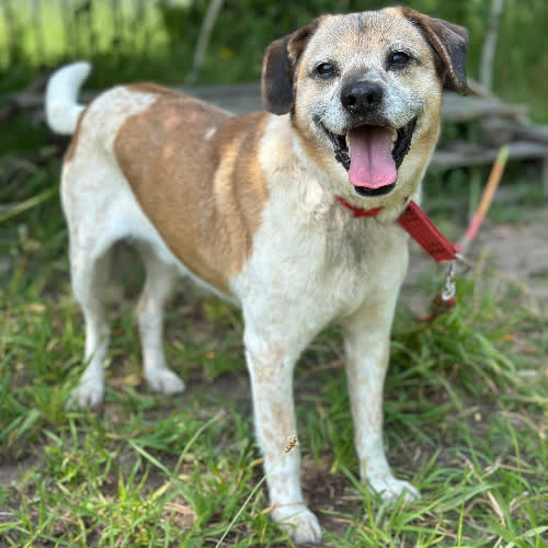 Psy ze schroniska do adopcji Ząbek