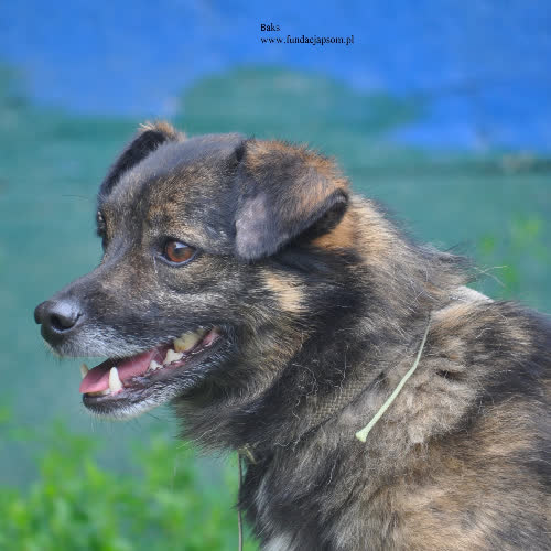 Psy ze schroniska do adopcji Baks