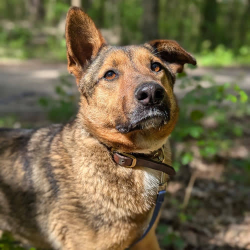 Psy ze schroniska do adopcji Tango 