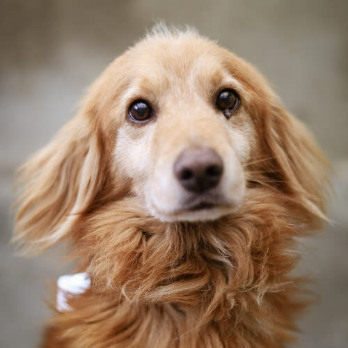 Psy ze schroniska do adopcji Lenon