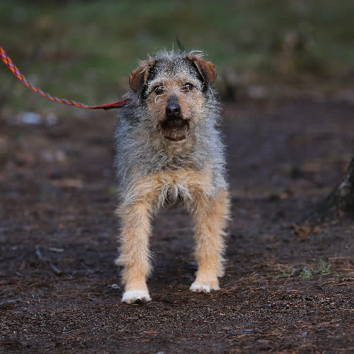 Psy ze schroniska do adopcji Stefan