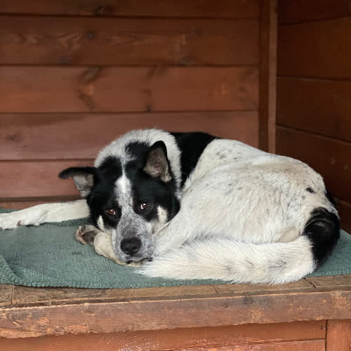 Psy ze schroniska do adopcji Keks