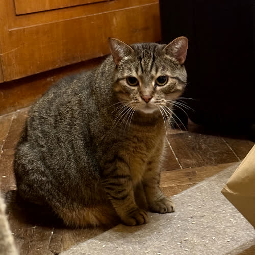 Koty ze schroniska do adopcji Gucio