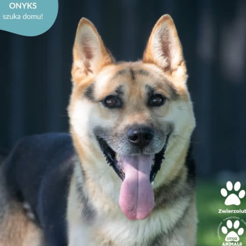 Psy ze schroniska do adopcji ONYKS