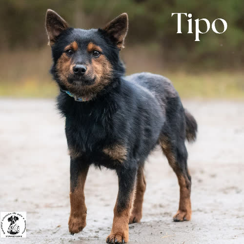 Psy ze schroniska do adopcji Tipo