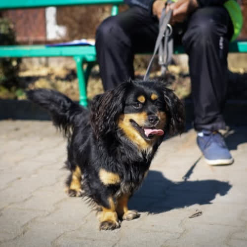 Psy ze schroniska do adopcji Bajtek 